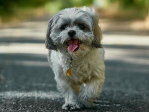Types of dogs and breeds