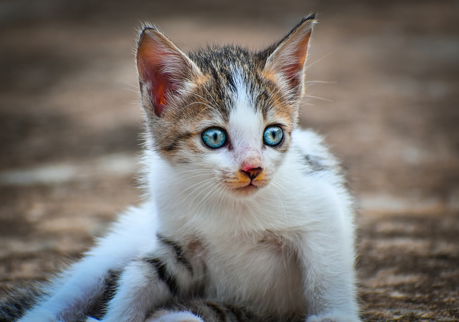 Bengal kittten