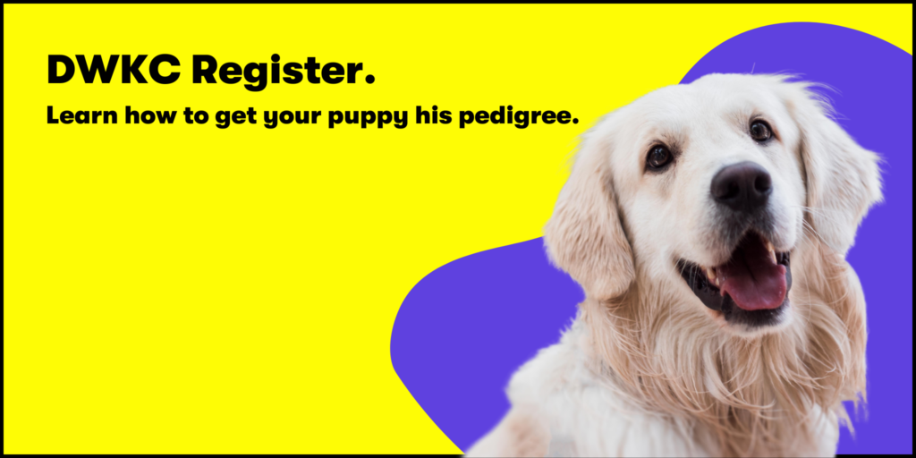 DWKC Register.

Learn how to get your puppy his pedigree.